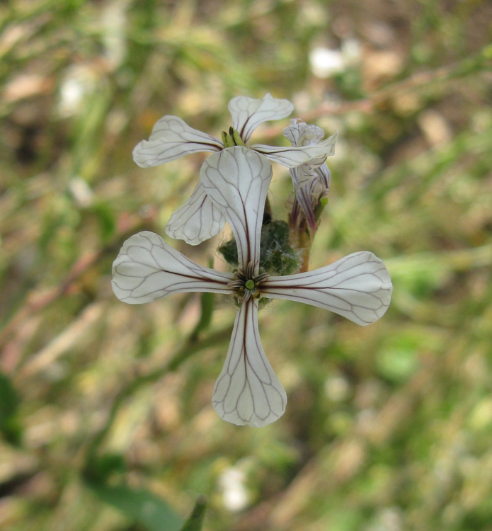 Изображение особи Eruca sativa.