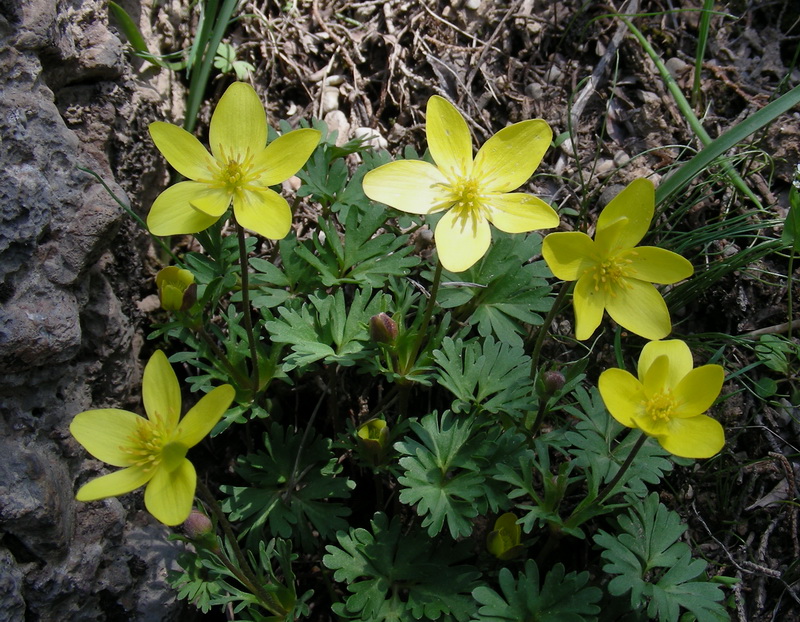 Изображение особи Anemone gortschakowii.