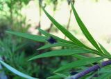 Artemisia vulgaris