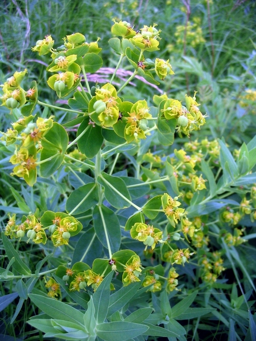 Image of Euphorbia lucida specimen.