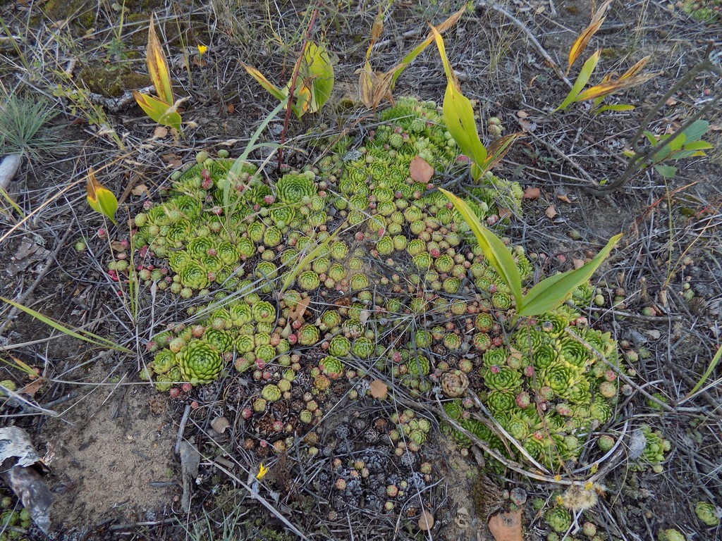 Изображение особи Jovibarba globifera.