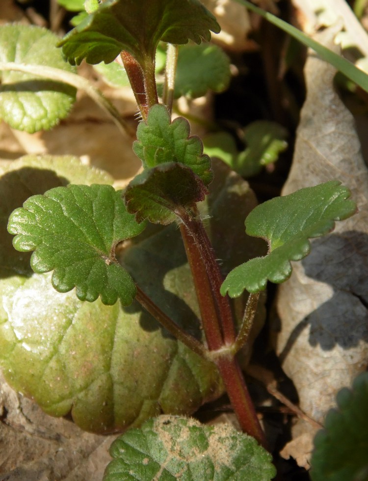 Изображение особи Glechoma hederacea.