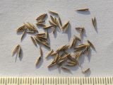 Festuca drymeja