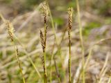 Carex macroura