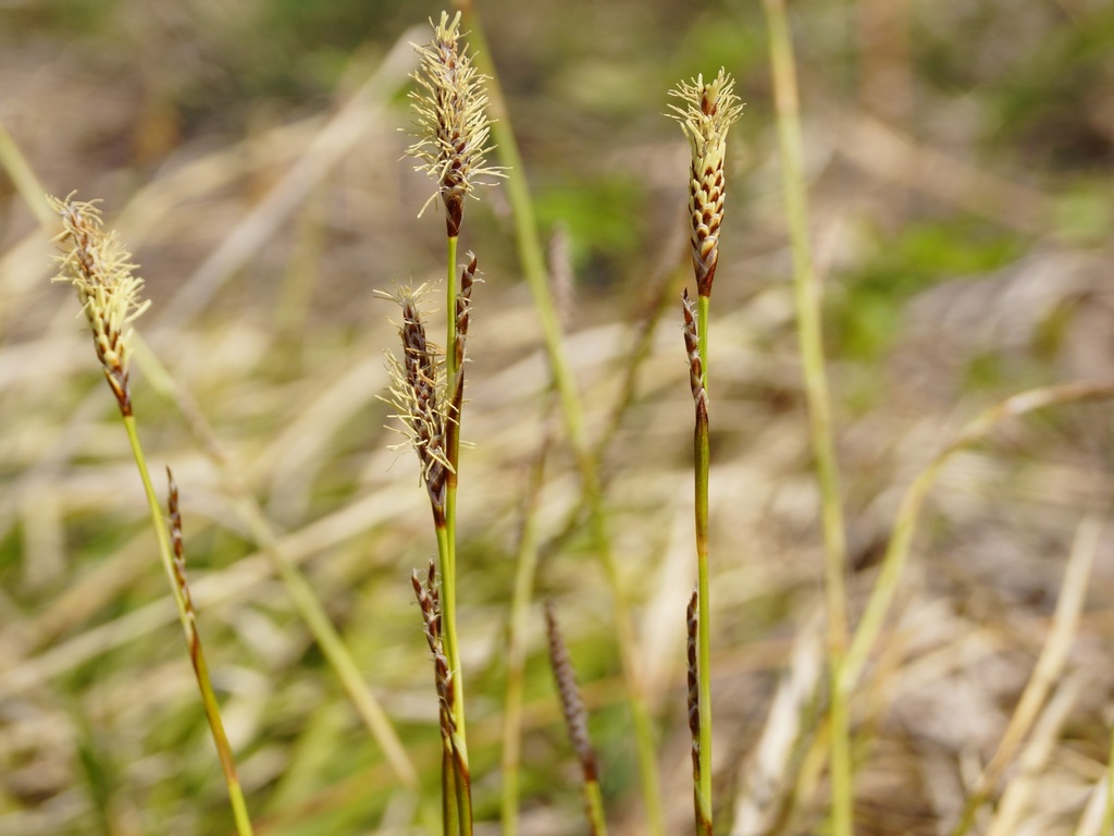 Image of Carex macroura specimen.