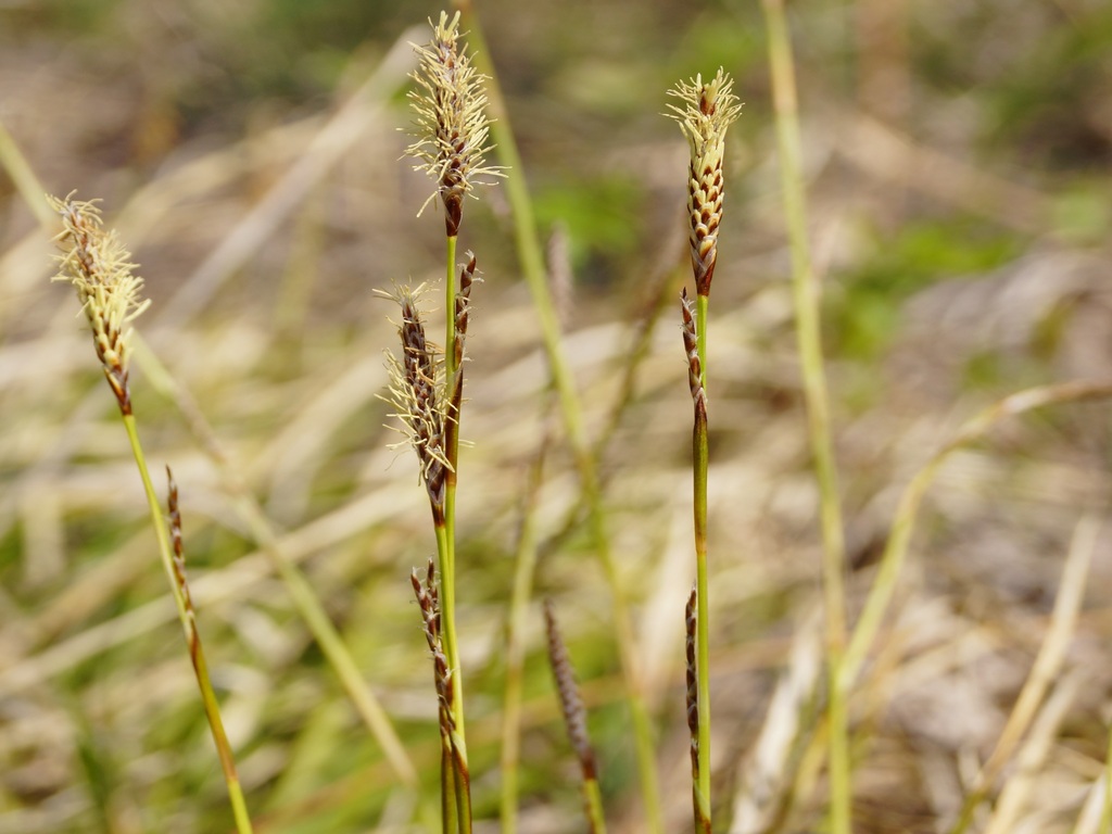 Изображение особи Carex macroura.