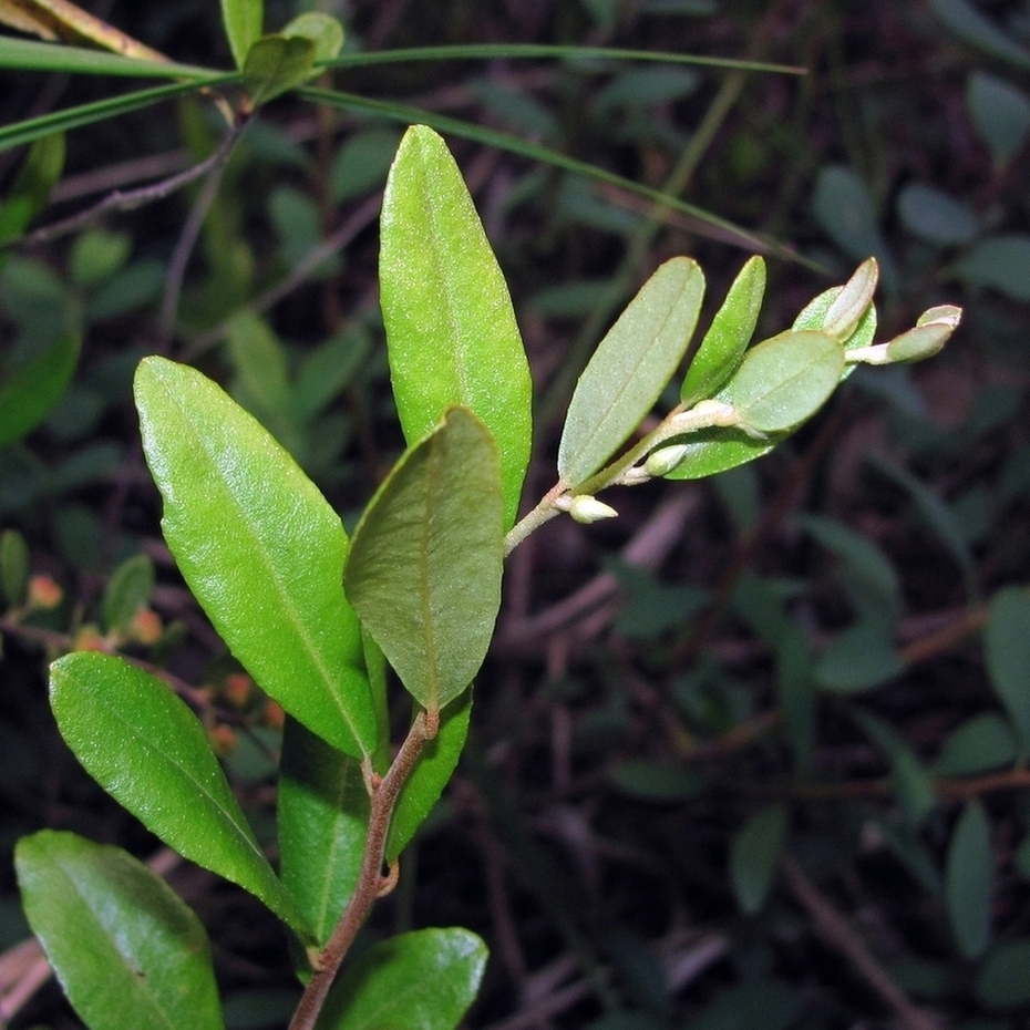 Изображение особи Chamaedaphne calyculata.