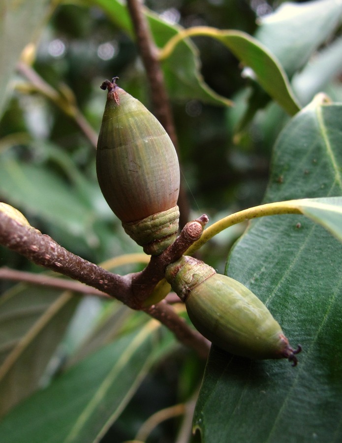 Image of Quercus glauca specimen.