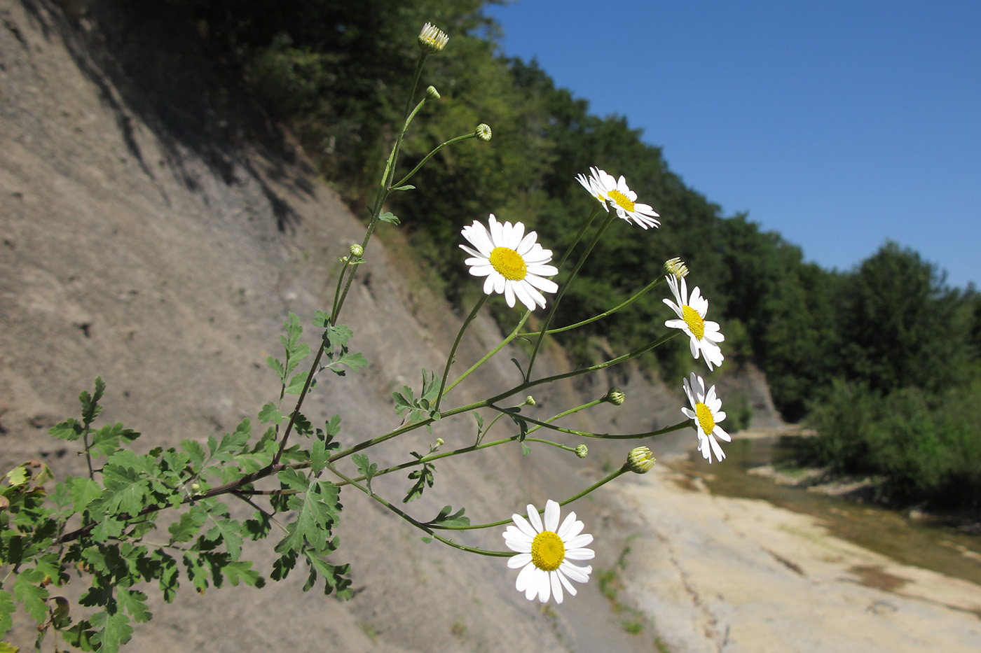 Image of Pyrethrum parthenifolium specimen.