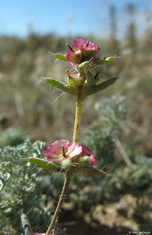 Изображение особи Pyankovia brachiata.