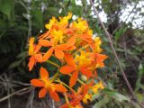 Epidendrum obrienianum. Соцветие. Австралия, г. Брисбен, в культуре. 09.07.2015.