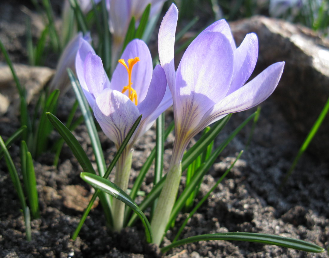 Изображение особи Crocus etruscus.