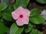 Catharanthus roseus