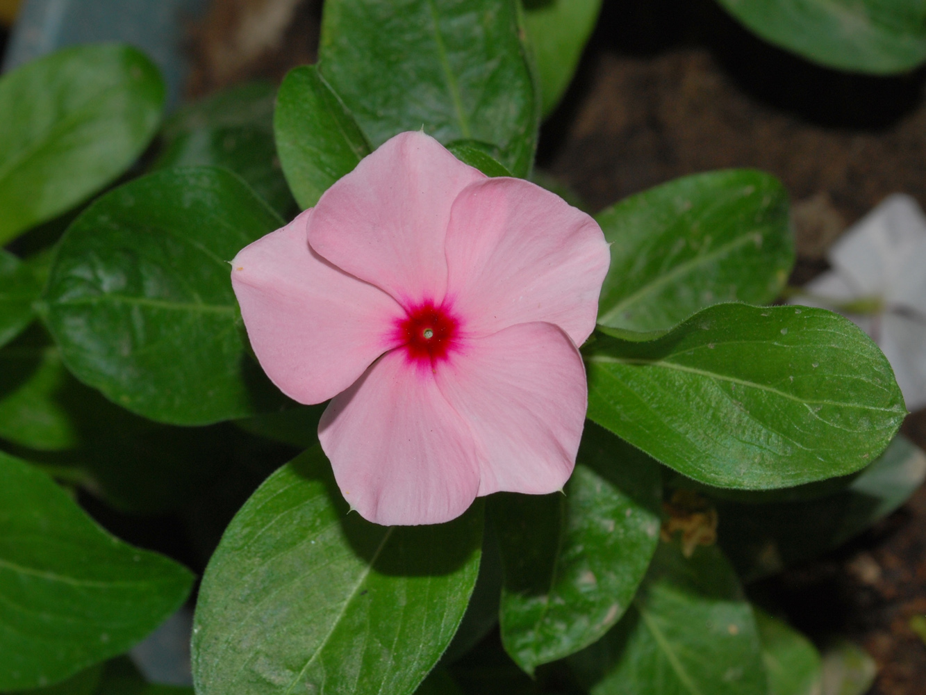 Изображение особи Catharanthus roseus.