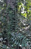 Pothos scandens