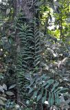 Pothos scandens. Вегетирующее растение на стволе дерева. Андаманские острова, остров Лонг, влажный тропический лес. 07.01.2015.