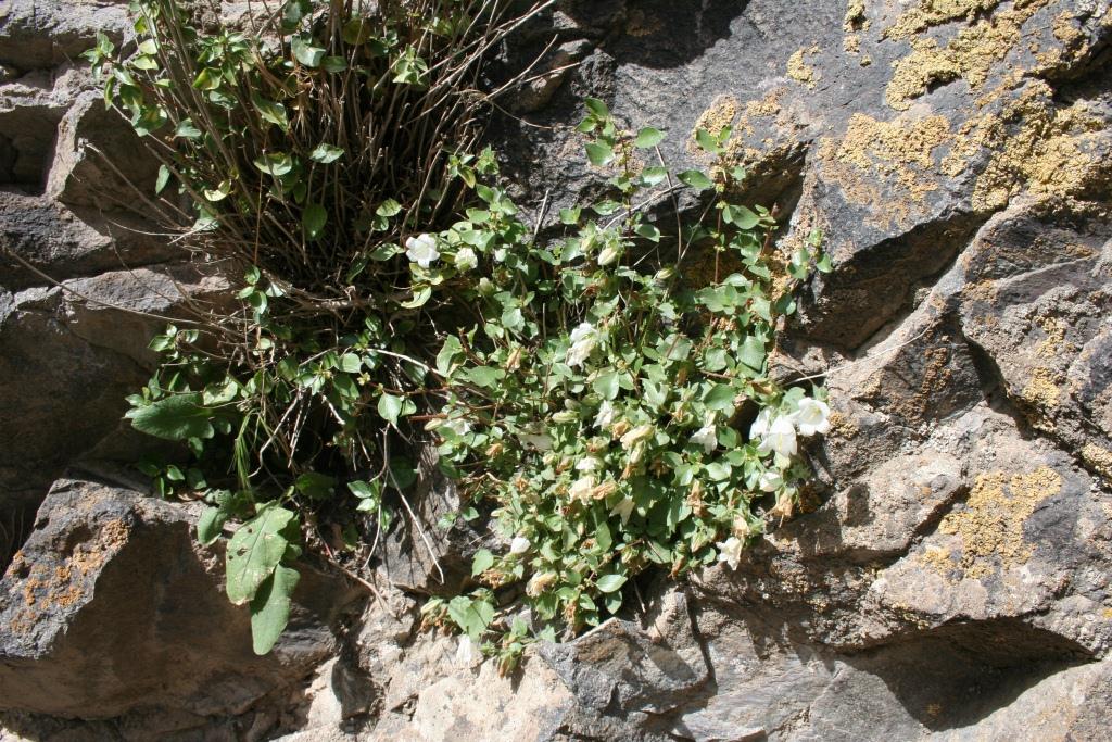 Image of Campanula armena specimen.