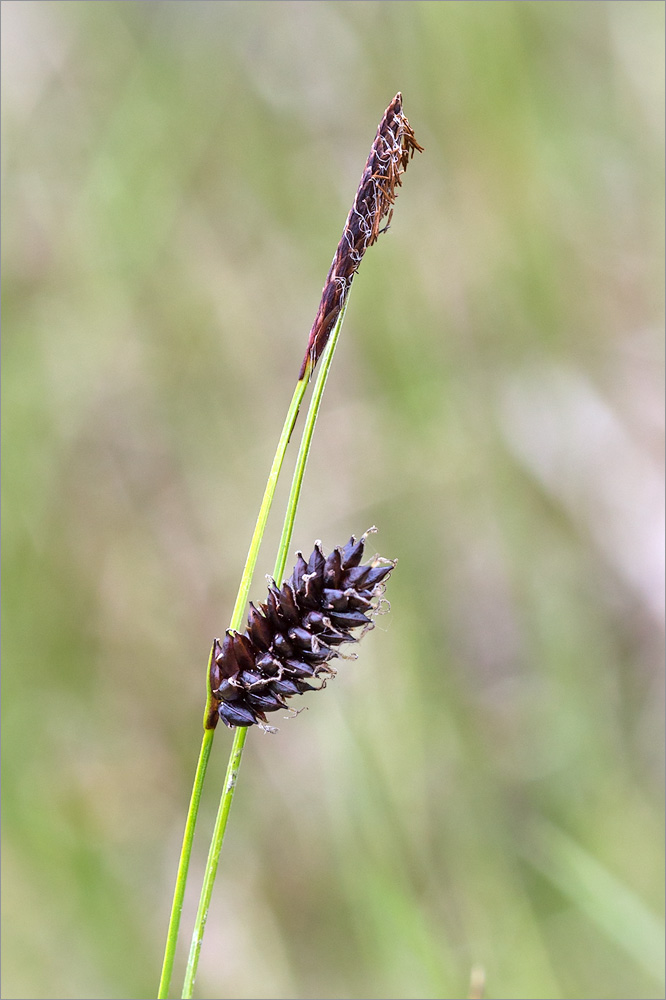 Изображение особи род Carex.