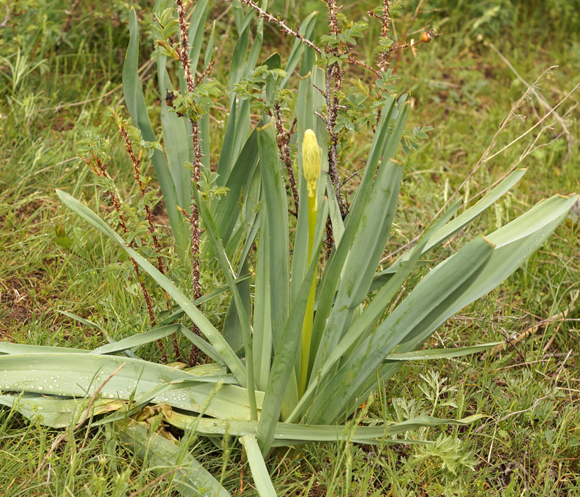 Изображение особи Eremurus cristatus.