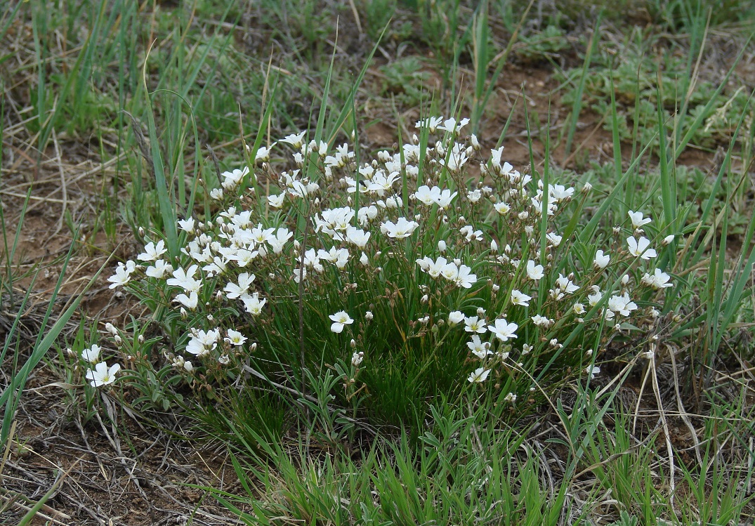 Image of Eremogone meyeri specimen.