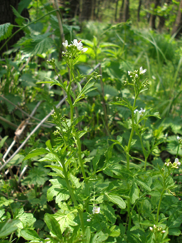 Изображение особи Cardamine amara.