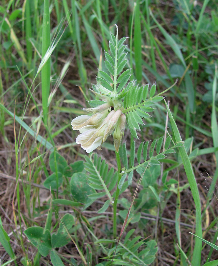 Image of Vicia pannonica specimen.