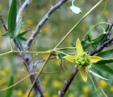 Clematis orientalis. Часть побега с цветком. Кыргызстан, Нарынская обл., правый берег р. Нарын, I надпойменная терраса ниже с. Ак-Булун. 05.07.2015.