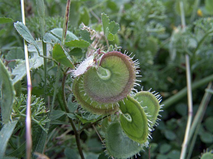 Image of Radiata glabra specimen.