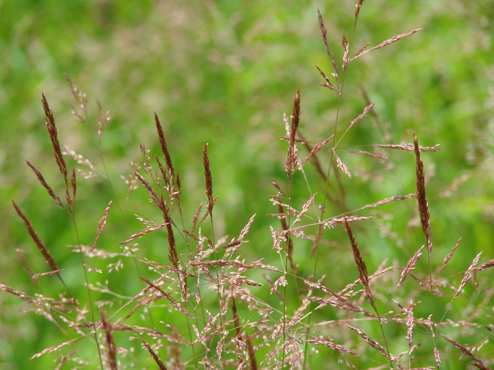 Изображение особи род Agrostis.