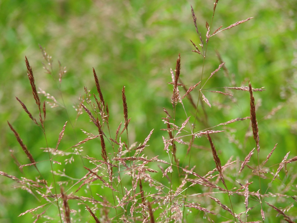 Image of genus Agrostis specimen.