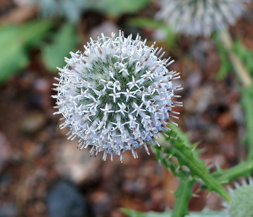 Изображение особи Echinops nanus.