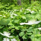 Anemone udensis