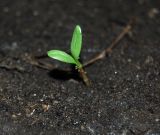 Calendula officinalis