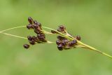 Juncus compressus