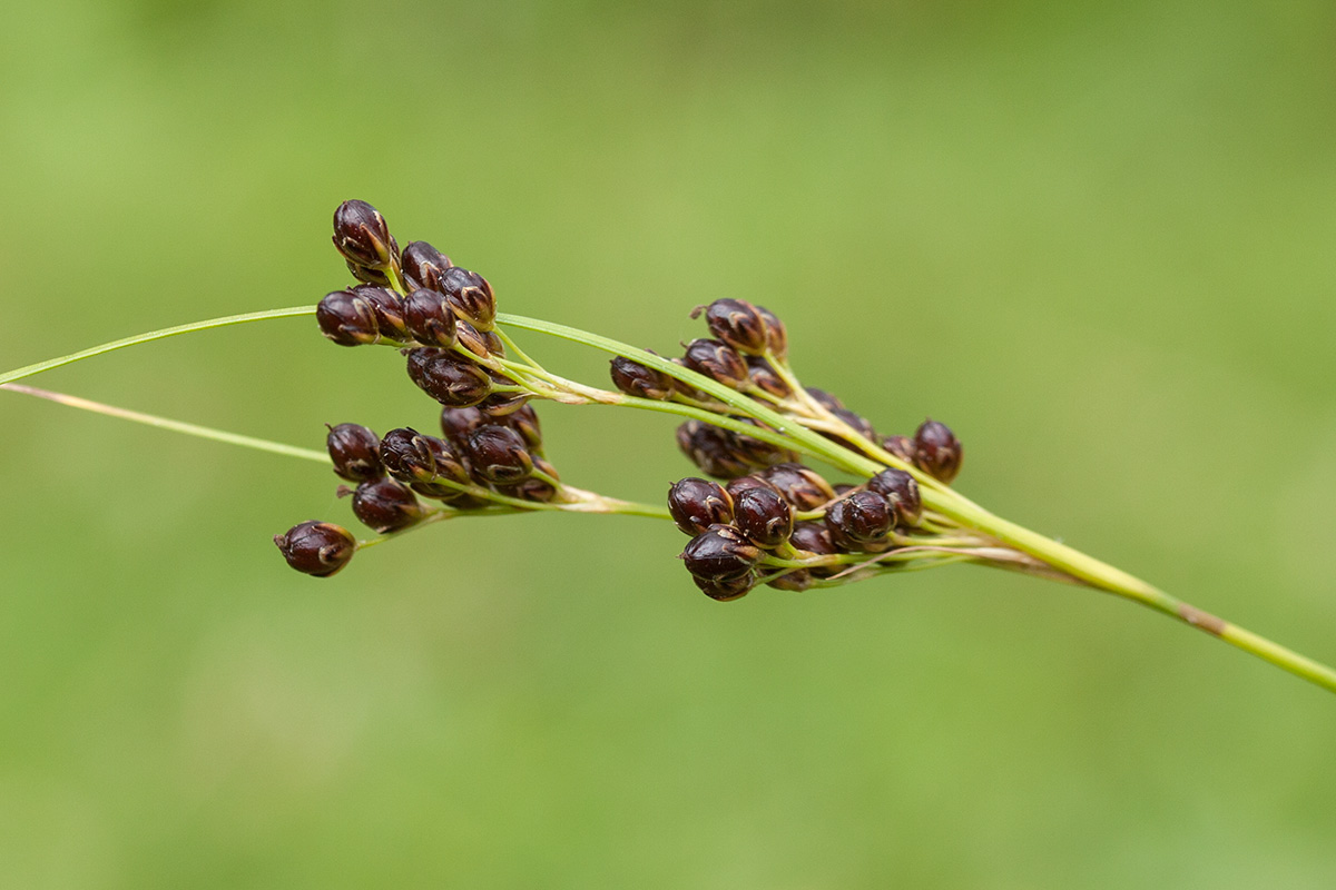 Image of Juncus compressus specimen.