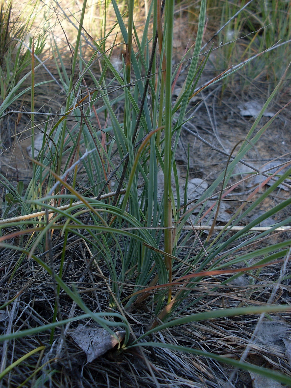 Изображение особи Koeleria sabuletorum.