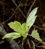 Sorbus torminalis