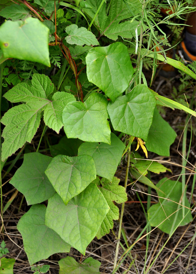 Image of Menispermum dauricum specimen.