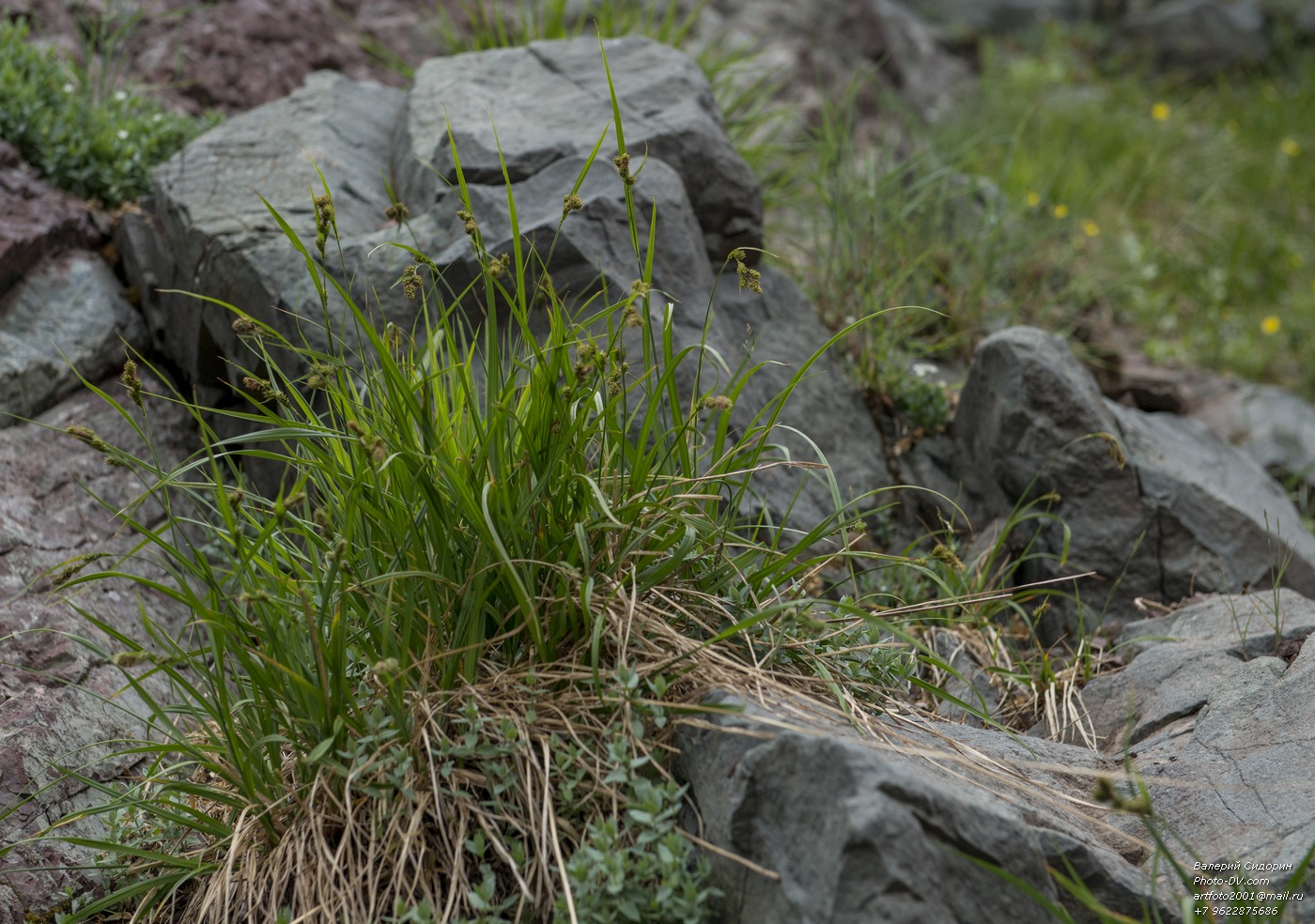 Image of genus Carex specimen.