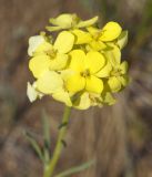 Erysimum flavum
