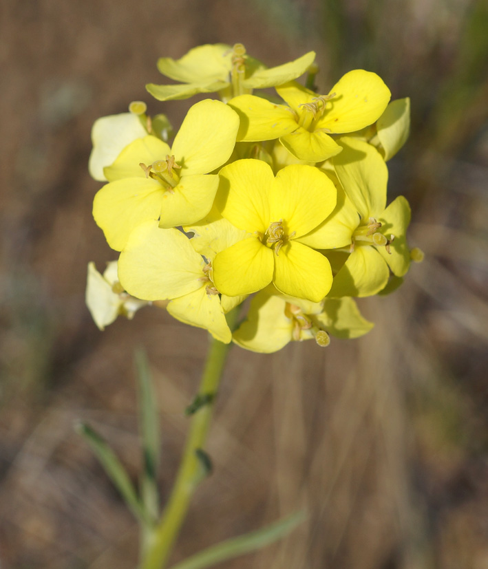 Image of Erysimum flavum specimen.
