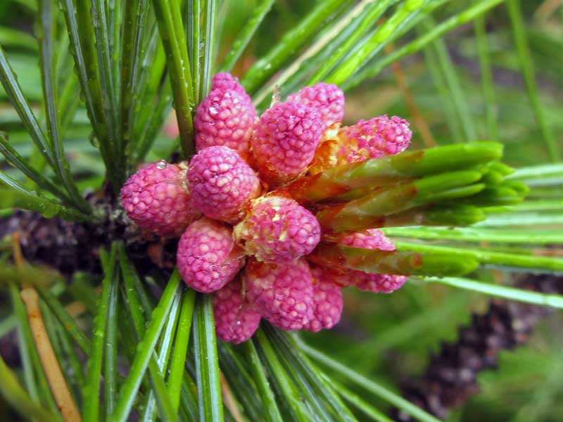 Image of Pinus sibirica specimen.