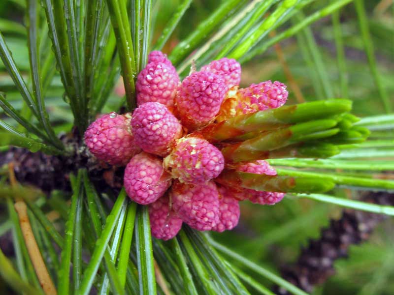 Изображение особи Pinus sibirica.