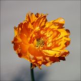 Trollius asiaticus