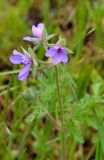 Erodium ciconium