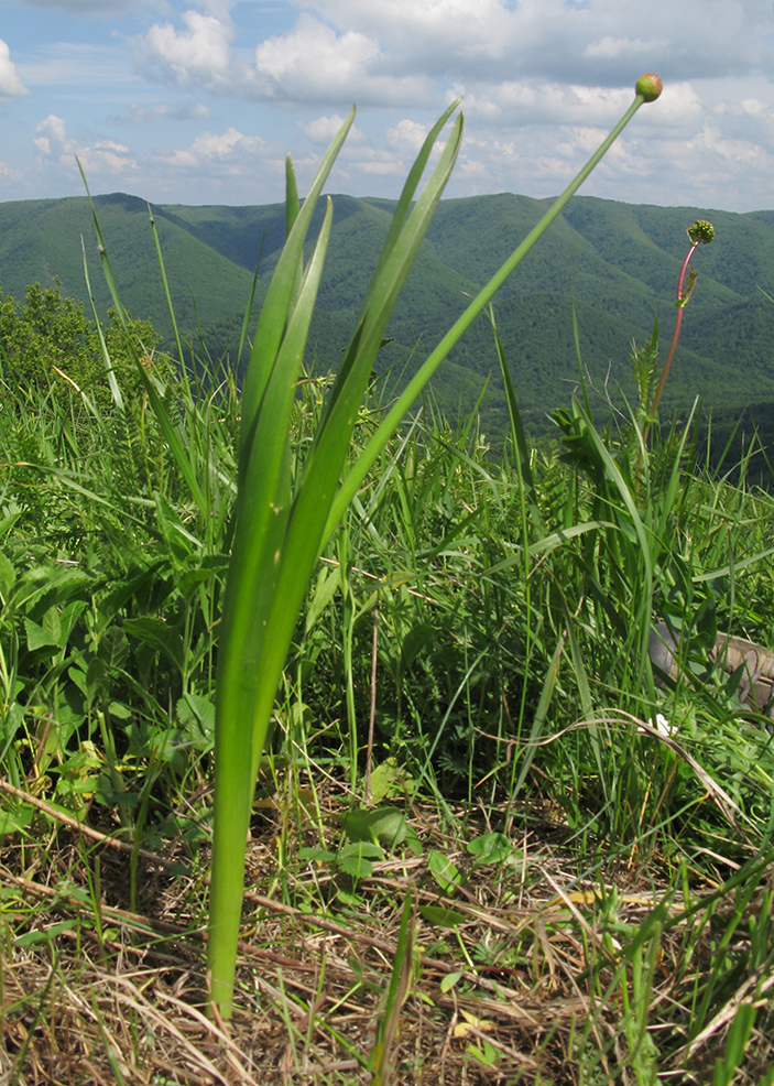 Image of Allium decipiens specimen.