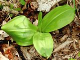 Platanthera chlorantha