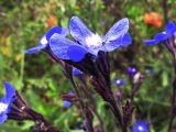 Anchusa azurea. Цветок. Испания, Каталония, пров. Жирона, комарка Баш Эмпорда, муниципалитет Калонже, залежь. 17.05.2016.
