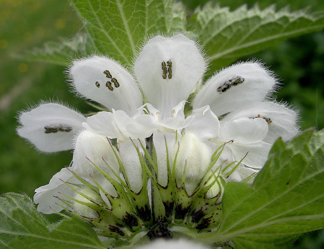 Image of Lamium album specimen.