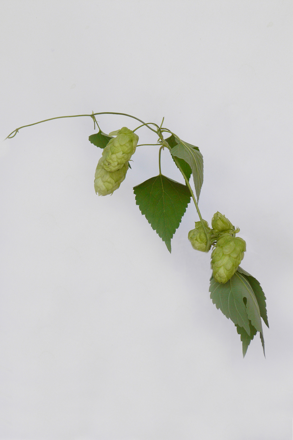 Image of Humulus lupulus specimen.